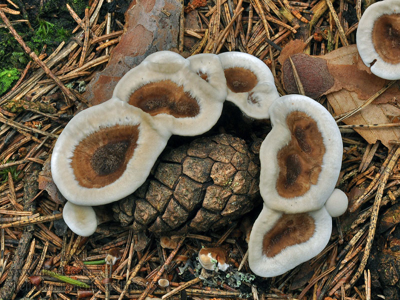 Korkoząb kieliszkowaty Blazinasti plutozob Phellodon tomentosus