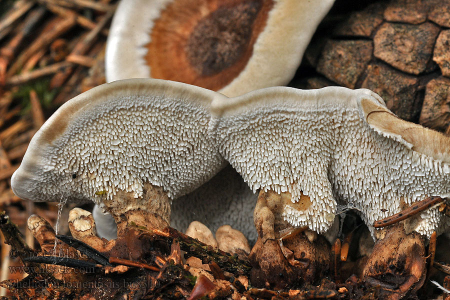 Lošáček číškovitý Lošák Phellodon tomentosus