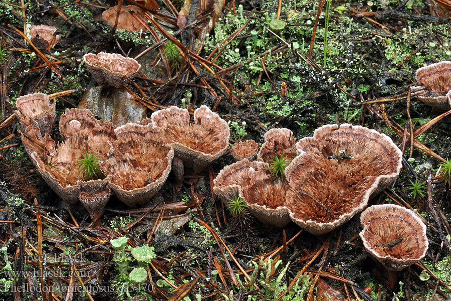 Lošáček číškovitý Lošák Phellodon tomentosus