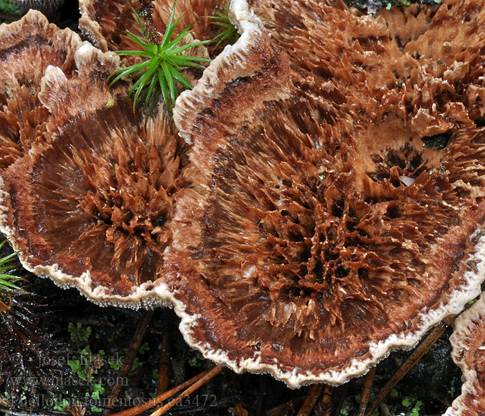 Korkoząb kieliszkowaty Phellodon tomentosus