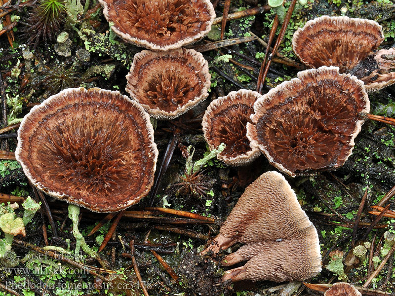 Funnel Tooth fungus Phellodon tomentosus