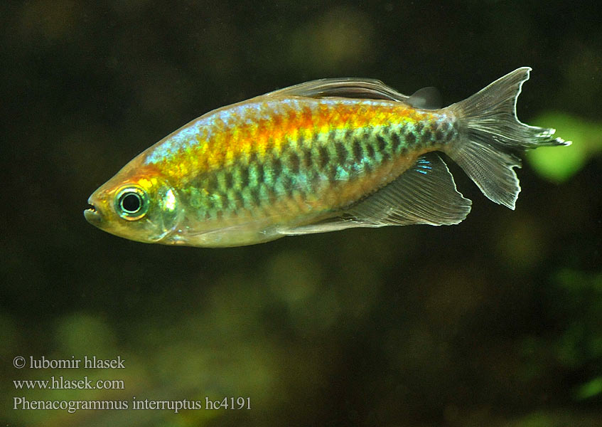 Phenacogrammus interruptus Congo tetra Tetra konžská Afrotetra Blauer Kongosalmler Świecik kongijski コンゴテトラ Kongólazac Kongozalm Kongotetra 斷線脂鯉 Конго голубо