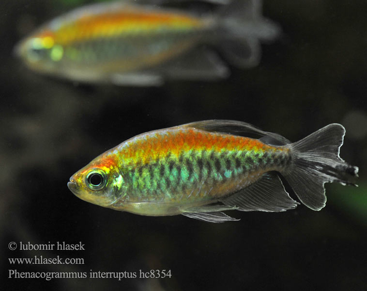 Kongotetra 斷線脂鯉 Конго голубо Phenacogrammus interruptus Congo tetra Tetra konžská Afrotetra Blauer Kongosalmler Świecik kongijski コンゴテトラ Kongólazac Kongozalm