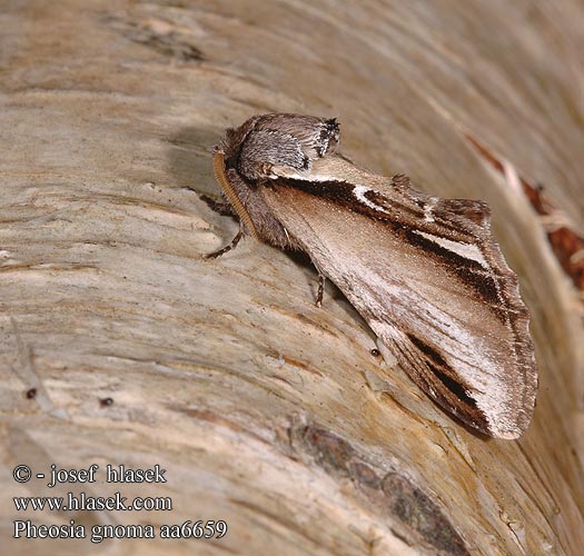 Pheosia gnoma Garbatka brzozówka Lesser Swallow Prominent