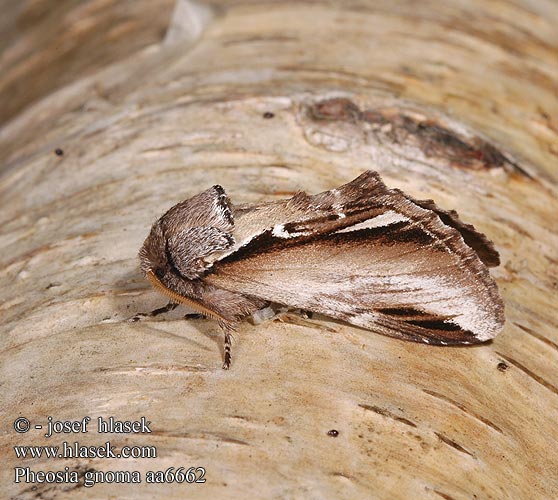 Pheosia gnoma Lesser Swallow Prominent Chochlatka brezová