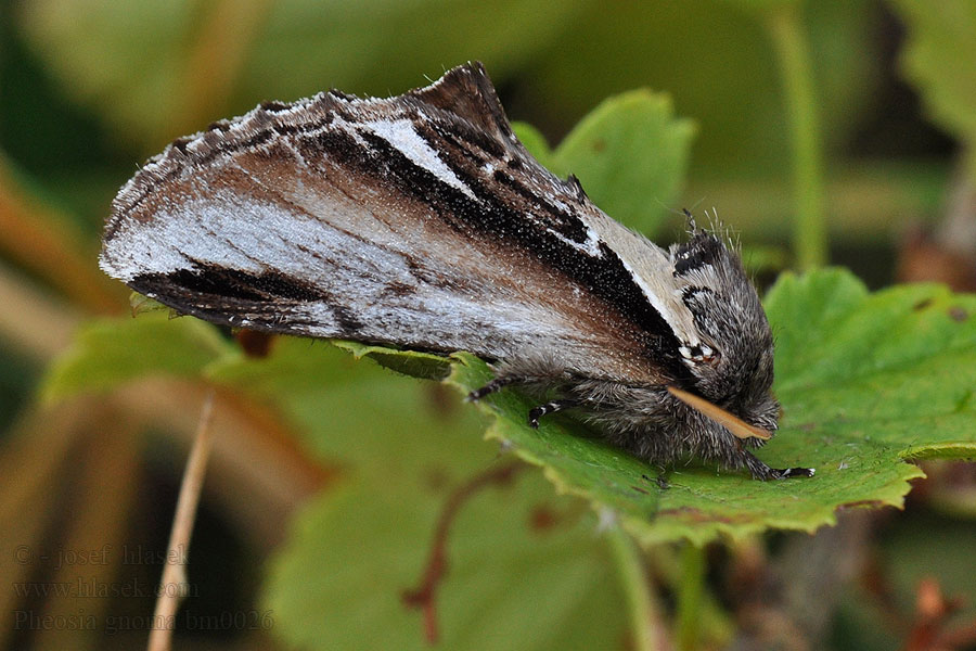 Garbatka brzozówka Pheosia gnoma