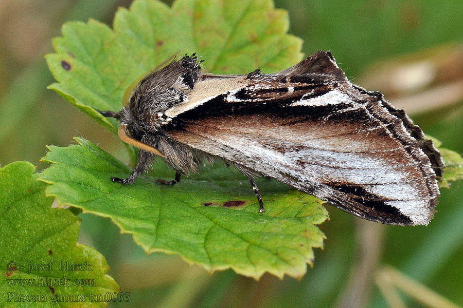 Lesser Swallow Prominent Pheosia gnoma