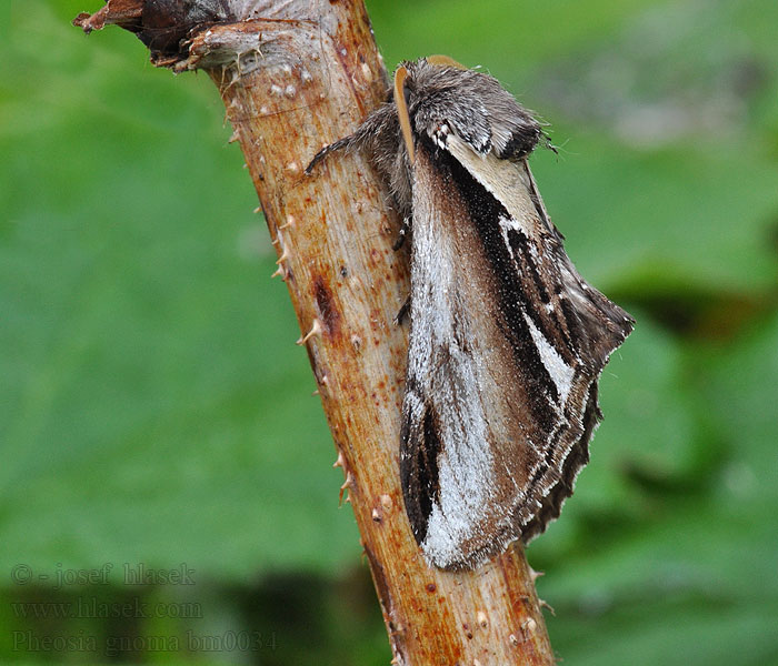 Chochlatka brezová Pheosia gnoma