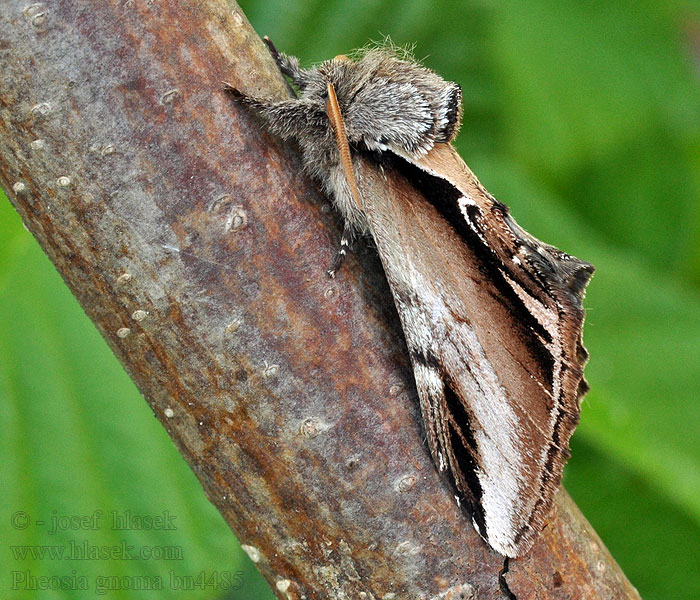 Bombyx Dictéoide Birken-Zahnspinner Pheosia gnoma