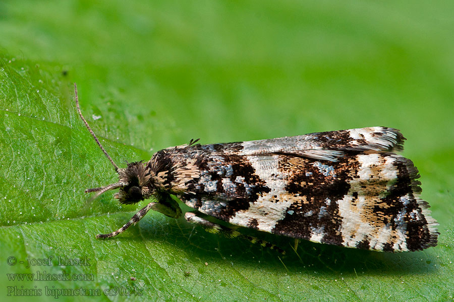 Phiaris bipunctana Obaleč dvoutečný Obaľovač bielobodý