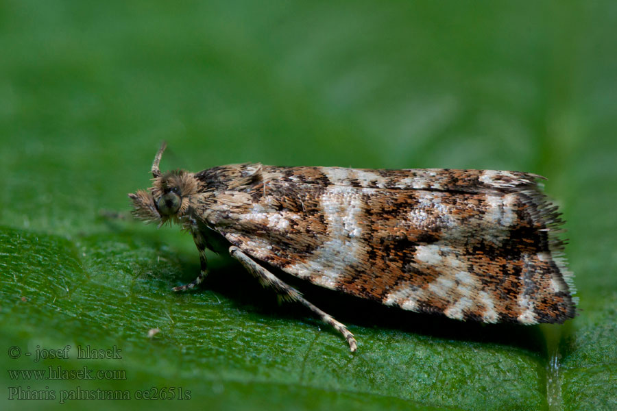 Phiaris palustrana