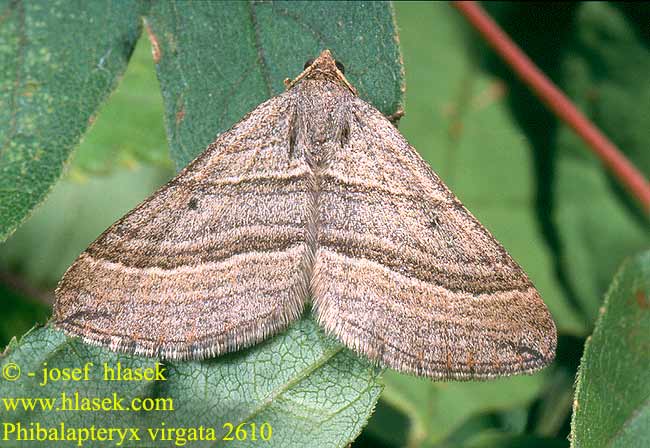 Phibalapteryx virgata Oblique Striped Labkraut-Blattspanner