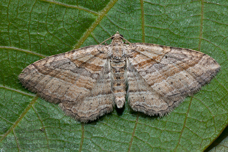 Oblique Striped Labkraut-Blattspanner Phibalapteryx virgata