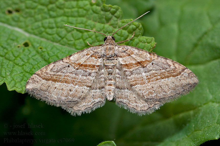 Vlnočárník šerokřídlý Phibalapteryx virgata