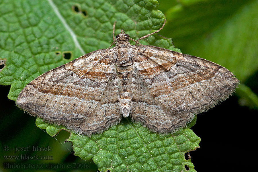 Echt-walstrospanner Båndmåler Phibalapteryx virgata