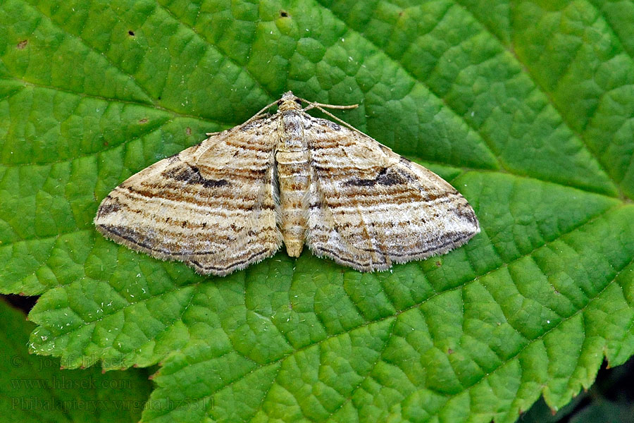 Vlnočárník šerokřídlý Phibalapteryx virgata