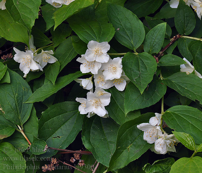 Europäischer Pfeifenstrauch Sweet Mock-orange