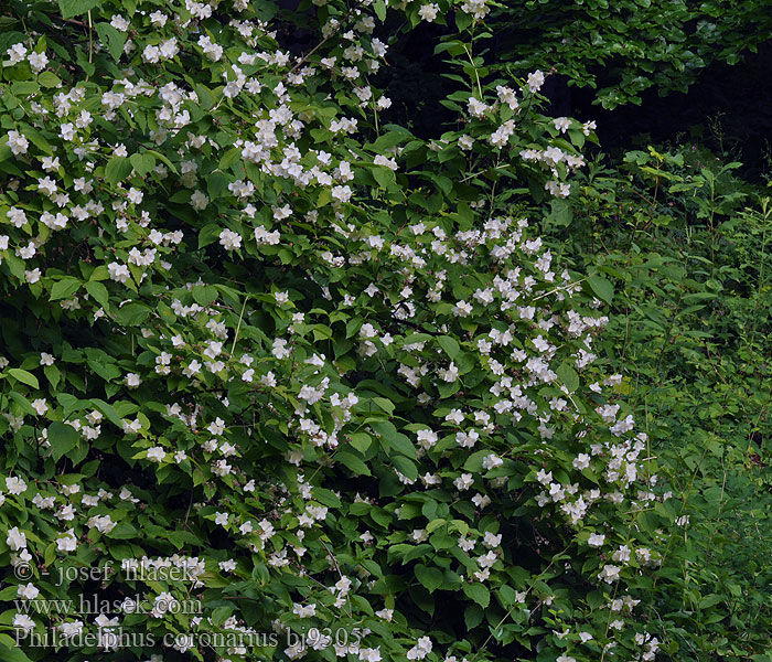 Philadelphus coronarius Pustoryl věncový vonný