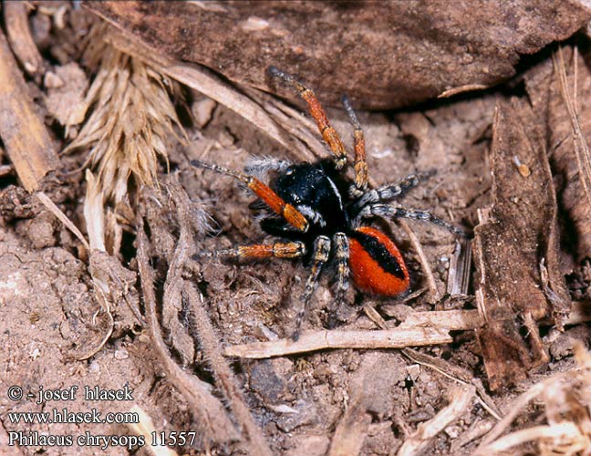 Philaeus chrysops Skákavka rudopásá Goldaugenspringspinne