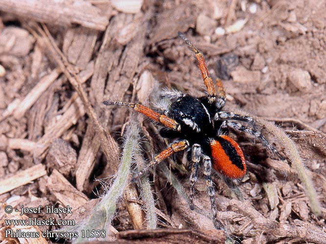 Philaeus chrysops Strojniś nadobny Скакун боярышниковый