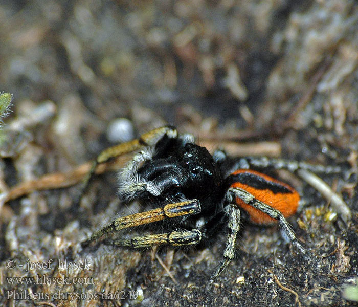 Philaeus chrysops Skákavka rudopásá