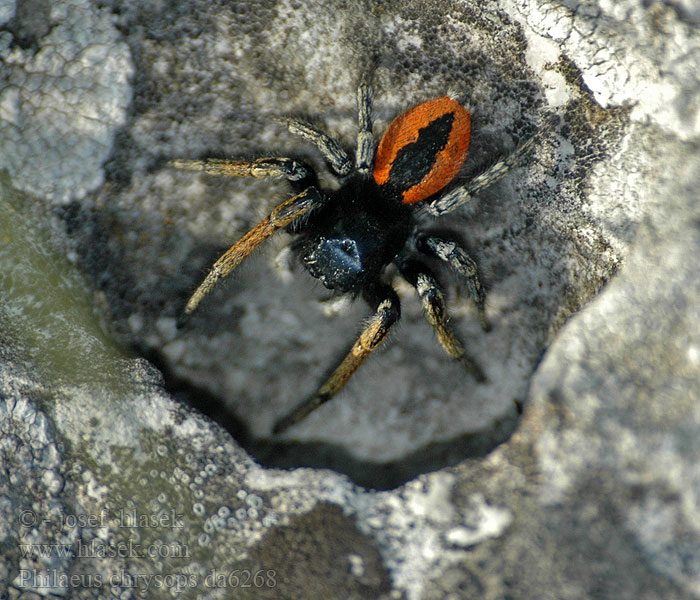 Philaeus chrysops Goldaugenspringspinne