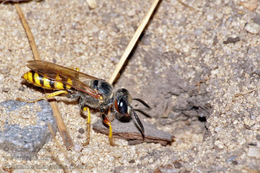 Philanthus triangulum Květolib včelí Bienenwolf Taszczyn pszczeli