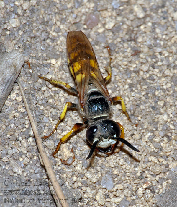 Philanthus triangulum Пчелиный волк European beewolf