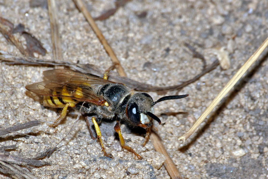 Philanthus triangulum Méhfarkas Kutavka včelia Lobo europeo abejas