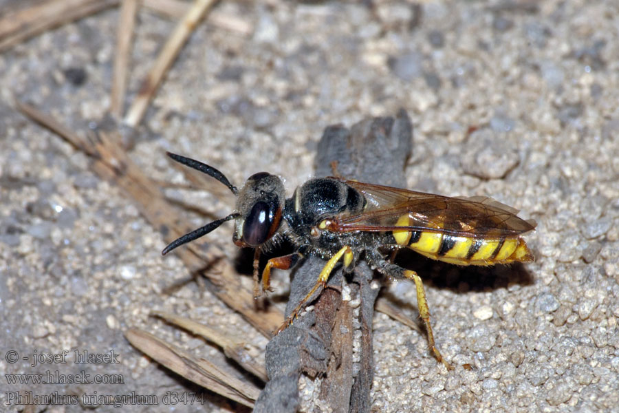 Květolib včelí Philanthus triangulum