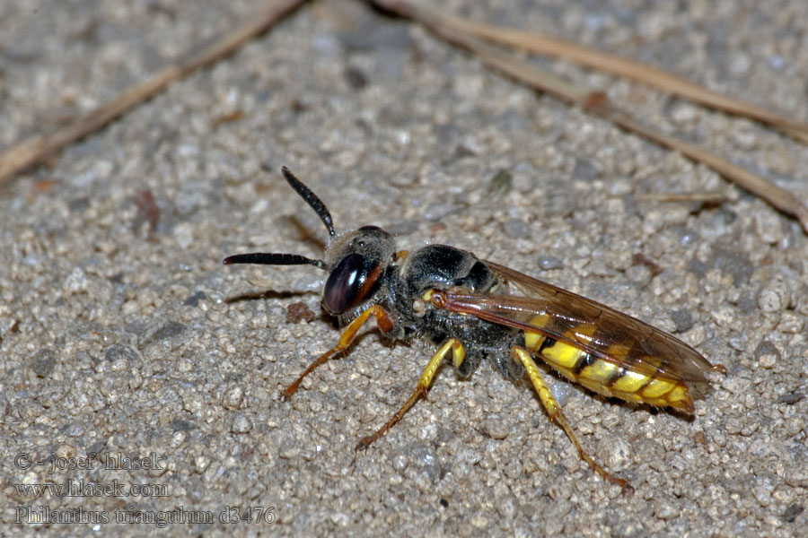 Bienenwolf Taszczyn pszczeli Philanthus triangulum