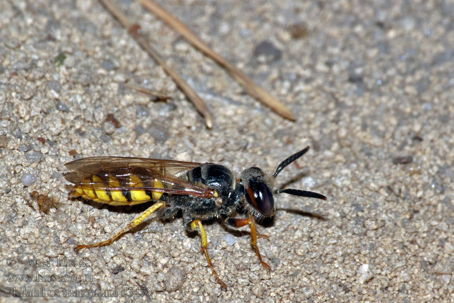 Пчелиный волк European beewolf Philanthus triangulum