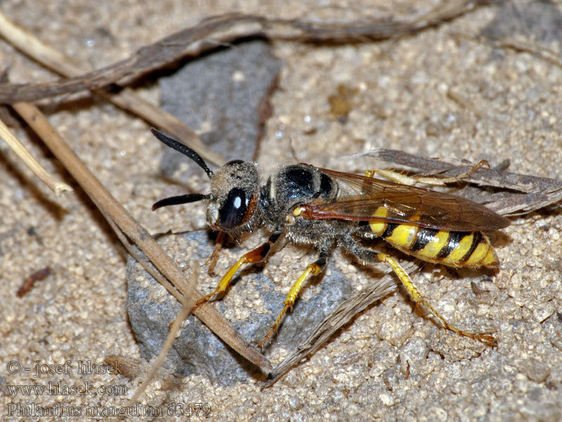 Méhfarkas Kutavka včelia Lobo europeo abejas Philanthus triangulum