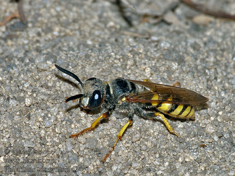 Philanthus triangulum