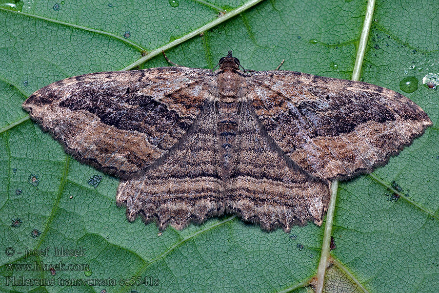 Dark Umber Piadivka krušinová Phalène Nerprun Пяденица тенистая