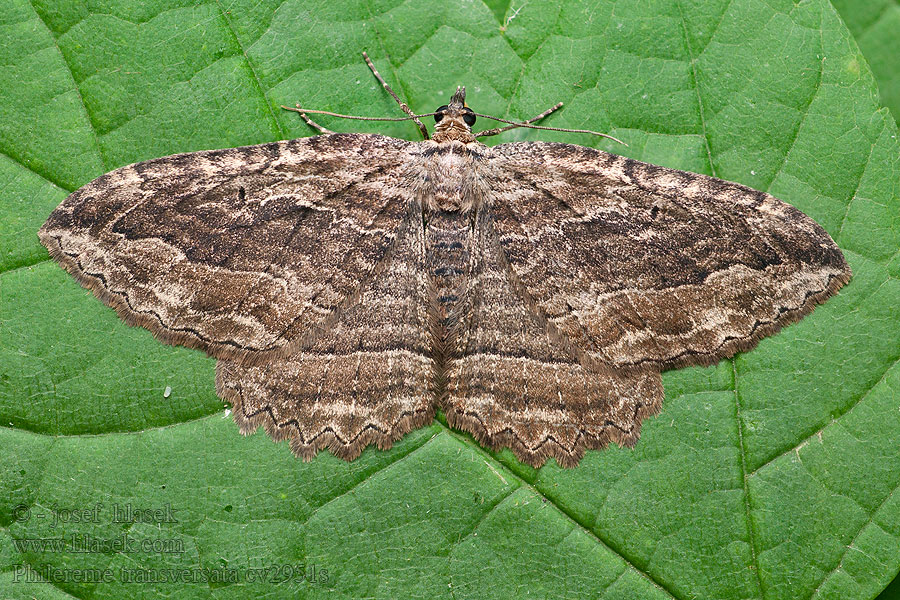 Großer Kreuzdornspanner Philereme transversata