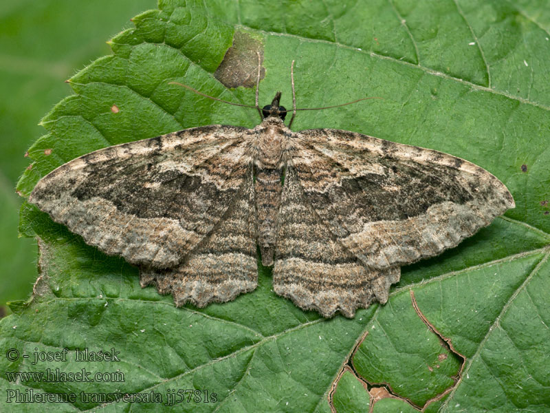 Philereme transversata