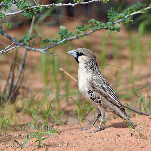 Philetairus socius Sociable Weaver Vrabec pospolitý Snovač Siedelweber Tejedor Sociable Tasavaltalainen Républicain social Passero repubblicano シャカイハタオリ Republikeinwever Tecelão sociável Обыкновенный общественный ткач Tkacz towarzyski Versamelvoël Thantlagane Kgwêrêrê Telepes veréb