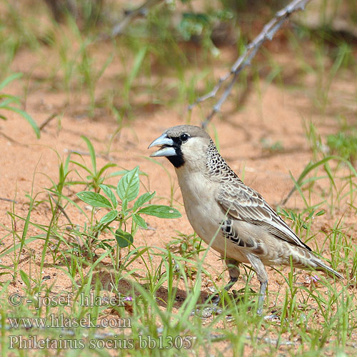 Philetairus socius bb1305