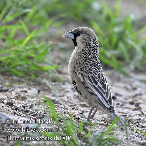 Philetairus socius Sociable Weaver Vrabec Snovač pospolitý Siedelweber Tejedor Sociable Tasavaltalainen Républicain social Passero repubblicano シャカイハタオリ Republikeinwever Tecelão sociável Обыкновенный общественный ткач Tkacz towarzyski Versamelvoël Thantlagane Kgwêrêrê Telepes veréb