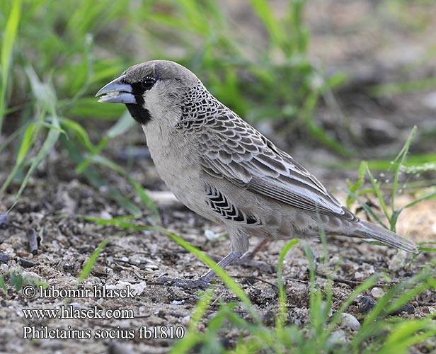 Philetairus socius Sociable Weaver Vrabec Snovač pospolitý Siedelweber Tejedor Sociable Tasavaltalainen Républicain social Passero repubblicano シャカイハタオリ Republikeinwever Tecelão sociável Обыкновенный общественный ткач Tkacz towarzyski Versamelvoël Thantlagane Kgwêrêrê Telepes veréb