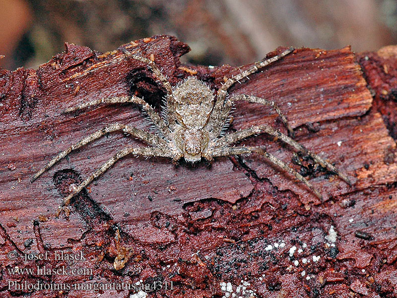 Philodromus margaritatus Listovník plochý Großer Rindenflachstrecker