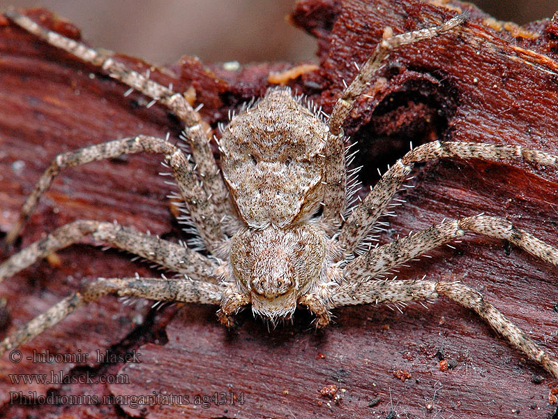 Philodromus margaritatus Ślizgun borowy Филодромус жемчужный