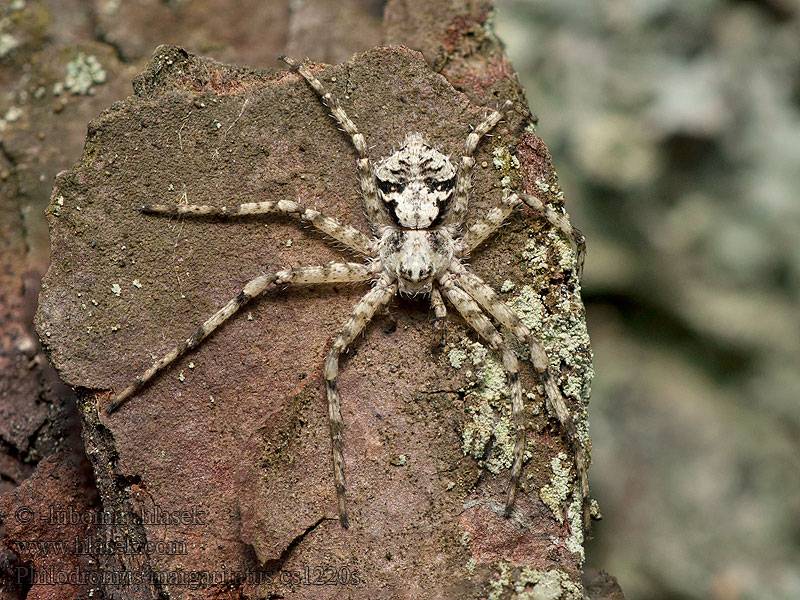 Philodromus margaritatus Korstmosrenspin Bükkfa-fürgekarolópók Brokig barksnabblöpare