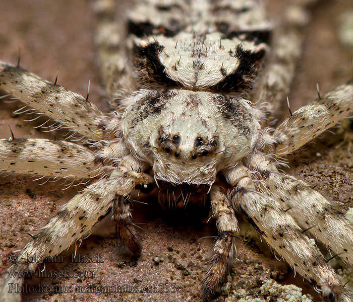 Listovník plochý Philodromus margaritatus Großer Rindenflachstrecker