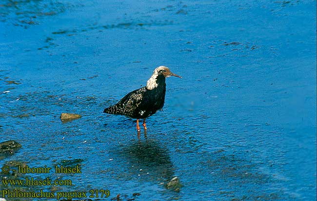 Philomachus pugnax Ruff Kampfläufer Combattant varié Combatiente