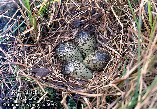 nest eggs Philomachus pugnax Combatiente Jespák bojovný