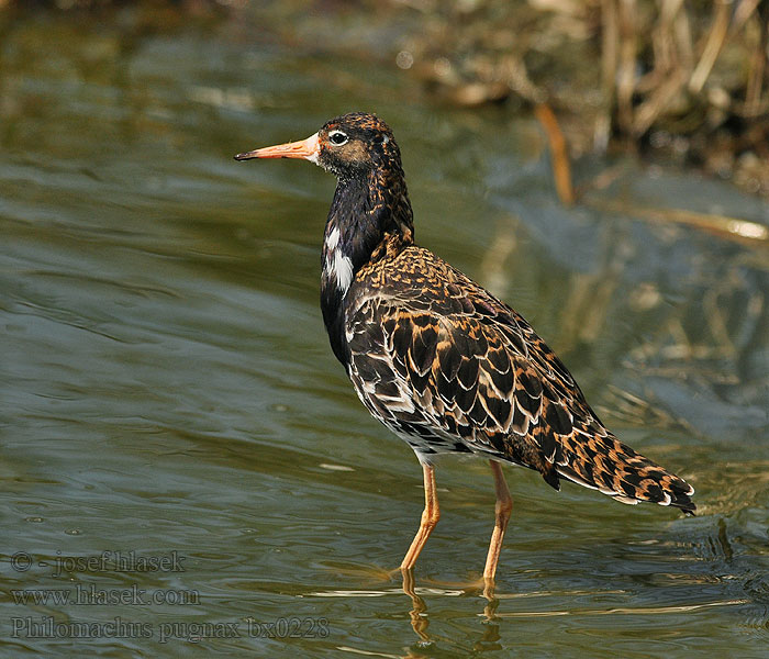 Philomachus pugnax