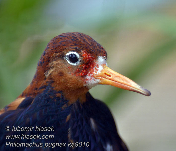 Philomachus pugnax Ruff Kampfläufer