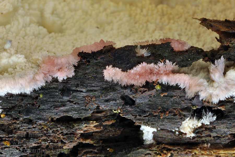 Phlebia centrifuga Žilnačka belavá